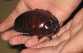 How to Kill kakkerlakken zonder chemicaliën