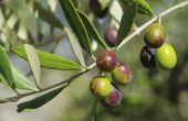 Hoe lang duurt het voor een olijvenboom te produceren Fruit?