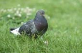 De beste Tumbler Pigeon rassen