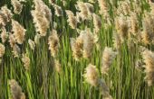 How to Grow Cattails