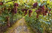 Hoe te planten wijnstokken