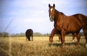 Hoe te stoppen met diarree in een paard