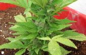 Wat planten worden verward met marihuana?