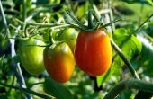 How to Build een tomaten kas