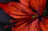 How to Plant Tiger Lily bollen