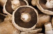 How to Grow Portobello champignons thuis