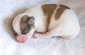 Hoe snel doen Puppies verpleegkundige nadat ze geboren?