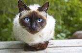 Tekenen & symptomen van lymfoom bij katten