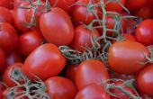 How to Grow Roma tomaten