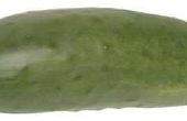 Hoe overrijpe komkommer augurk