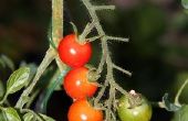 Hoe te knippen tomaat bladeren te produceren meer Fruit