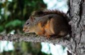 Een eekhoorn klankbord voor bomen