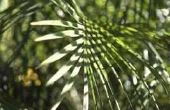 Help voor bruin Sago Palm planten