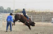 Hoe word ik een professionele Bull Rider