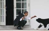 Wat voor soort hond kreeg voorzitter Obama?