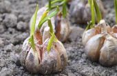 How to Plant Garlic in Georgië