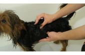 Het gebruik van menselijke Shampoo op honden