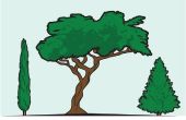 Het wortelsysteem van een Cypress Tree