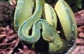 DIY: Aquaria voor Pythons