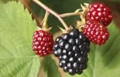 Soorten doornloos Blackberry planten