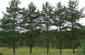 Field Guide for Pine Tree identificatie