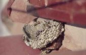 Hoe te verwijderen een wesp Nest in een huis