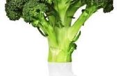 How to Grow Broccoli in een kas