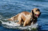 Hoe om te leren zwemmen een Golden Retriever pup