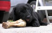 Hoe te voeden rauwe botten aan honden voor tand gezondheid