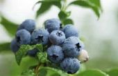 How to Care for Blueberry struiken