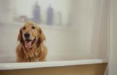 Hoe krijg ik een Urine vlek & geur uit de vacht van mijn hond