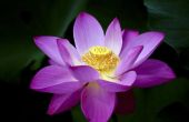 Hoe om te groeien van een Plant van Lotus