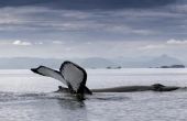 Feiten over bultrug walvissen voor kinderen