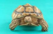 Hoe herken ik het geslacht van de Baby Sulcata schildpadden