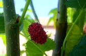 Mulberry boom schimmel behandelingen