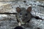 How to Deal met een Rat-besmetting