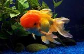 Het gebruik van gebotteld Water voor Goldfish