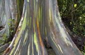 Regenboog Eucalyptus feiten
