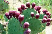 Opuntia voordelen voor de gezondheid van de Cactus