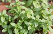 How to Grow Mint