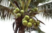 Toepassingen voor kokospalmen