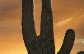 Wat gebeurt er als een Zwarte Cactus draait?