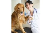 Fenobarbital overdosis bij honden
