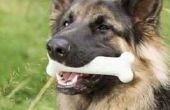 De beste botten honden tanden schoon te maken