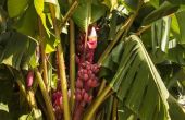 Soorten bananenbomen