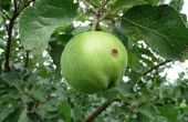 How to Plant Apple Tree stekken