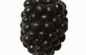 Zijn Self-Pollinating Arapaho Blackberry struiken?