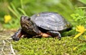 Hoe te weten of een schildpad Is Dead