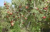 De beste tijd om te planten appelbomen