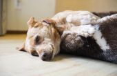 Boorzuur vergiftiging bij honden